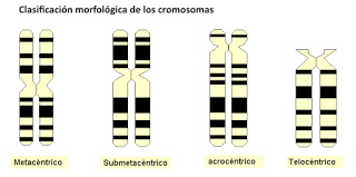 La informacion genética: introducción