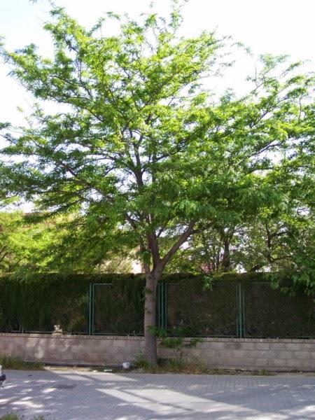 Acacia de tres espinas