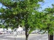 Acacia tres espinas