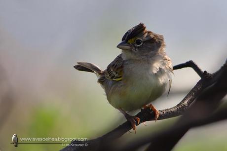 Cachilo ceja amarilla (Grassland Sparrow) Ammodramus humeralis
