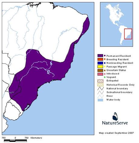 Ticotico ojo blanco (White-eyed Foliage-Gleaner) Automolus leucophthalmus
