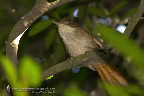 Ticotico ojo blanco (White-eyed Foliage-Gleaner) Automolus leucophthalmus