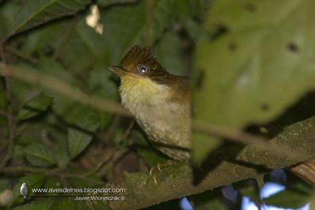 Ticotico ojo blanco (White-eyed Foliage-Gleaner) Automolus leucophthalmus