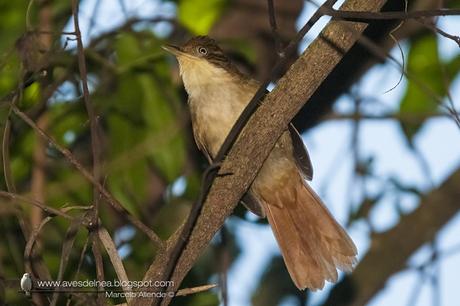 Ticotico ojo blanco (White-eyed Foliage-Gleaner) Automolus leucophthalmus
