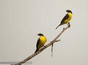 Benteveo mediano (Vermilion-crowned Flycatcher) Myiozetetes similis