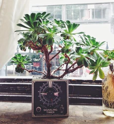 Y tú, ¿dónde las plantas?