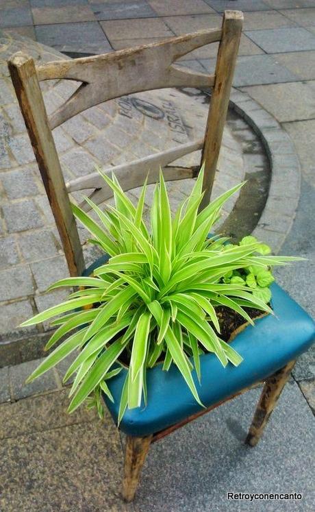 Y tú, ¿dónde las plantas?