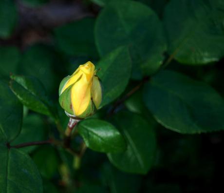 EN BUSCA DE LA FELICIDAD, PERDIDA (y II) En busca de la felicidad, perdida (y II)