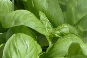 Albahaca para reducir el estrés