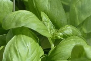 Albahaca para reducir el estrés