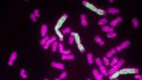 Los Neocromosomas son la Clave para Eliminar el Cancer