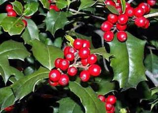 Acebo, cardón, cardonera