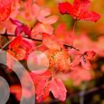 Bosques en otoño: la otoñada