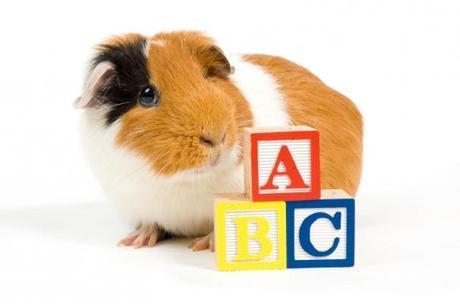 El lenguaje de las cobayas