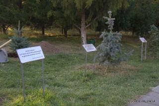 PINOS PLANTADOS EN EL MEMORIAL DEL GENOCIDIO ARMENIO, YEREVÁN