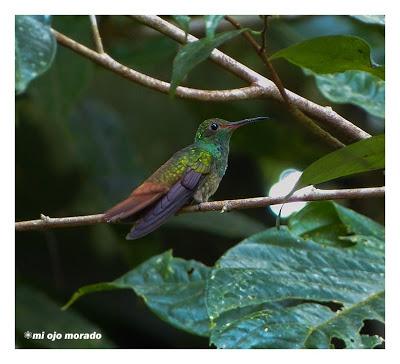 Algún ave que otra viajando por Costa Rica