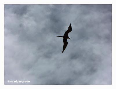 Algún ave que otra viajando por Costa Rica Algún ave que otra viajando por Costa Rica