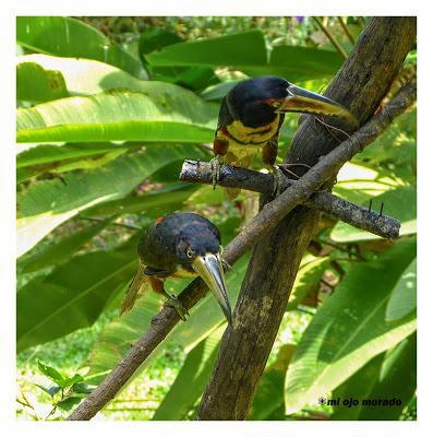 Algún ave que otra viajando por Costa Rica Algún ave que otra viajando por Costa Rica