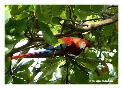 Algún ave que otra viajando por Costa Rica Algún ave que otra viajando por Costa Rica