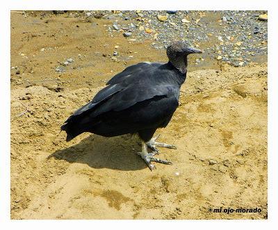 Algún ave que otra viajando por Costa Rica Algún ave que otra viajando por Costa Rica