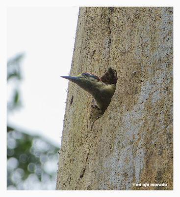 Algún ave que otra viajando por Costa Rica Algún ave que otra viajando por Costa Rica