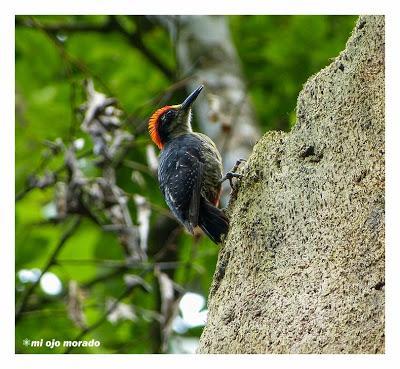 Algún ave que otra viajando por Costa Rica Algún ave que otra viajando por Costa Rica
