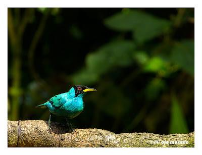 Algún ave que otra viajando por Costa Rica