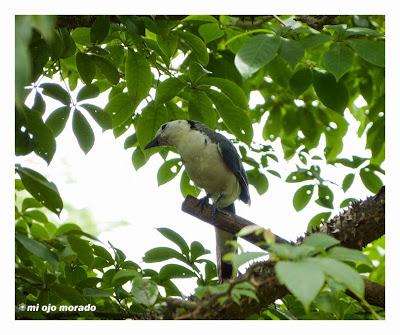 Algún ave que otra viajando por Costa Rica