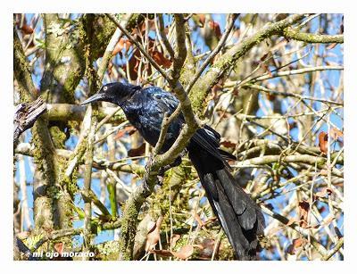 Algún ave que otra viajando por Costa Rica Algún ave que otra viajando por Costa Rica