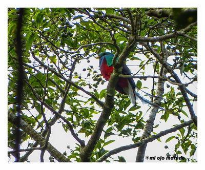 Algún ave que otra viajando por Costa Rica Algún ave que otra viajando por Costa Rica