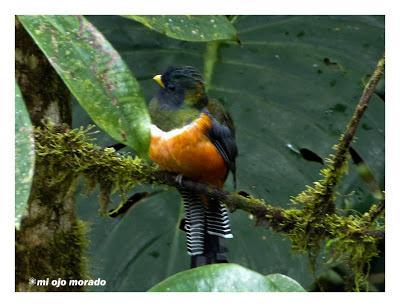 Algún ave que otra viajando por Costa Rica Algún ave que otra viajando por Costa Rica