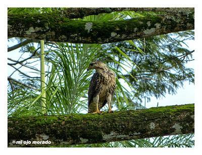 Algún ave que otra viajando por Costa Rica