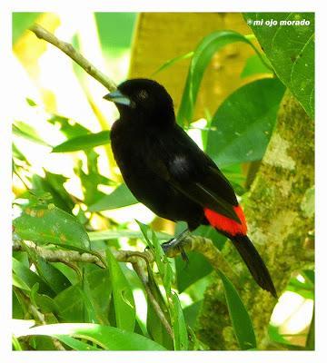 Algún ave que otra viajando por Costa Rica Algún ave que otra viajando por Costa Rica