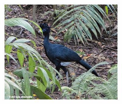 Algún ave que otra viajando por Costa Rica Algún ave que otra viajando por Costa Rica
