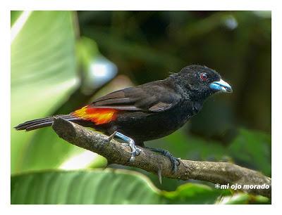 Algún ave que otra viajando por Costa Rica