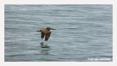 Algún ave que otra viajando por Costa Rica Algún ave que otra viajando por Costa Rica