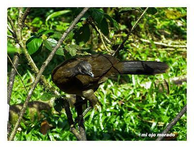 Algún ave que otra viajando por Costa Rica Algún ave que otra viajando por Costa Rica