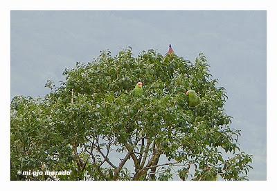 Algún ave que otra viajando por Costa Rica Algún ave que otra viajando por Costa Rica