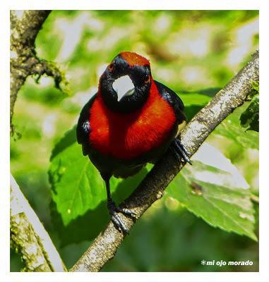 Algún ave que otra viajando por Costa Rica Algún ave que otra viajando por Costa Rica