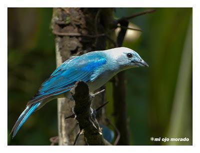 Algún ave que otra viajando por Costa Rica Algún ave que otra viajando por Costa Rica