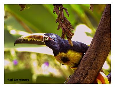 Algún ave que otra viajando por Costa Rica