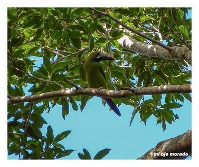 Algún ave que otra viajando por Costa Rica Algún ave que otra viajando por Costa Rica