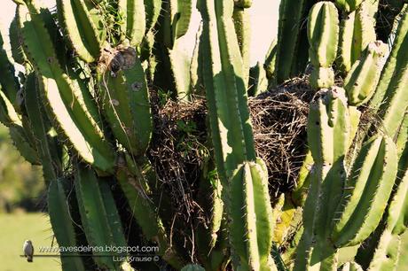 Leñatero (Firewood Gatherer) Anumbius annumbi