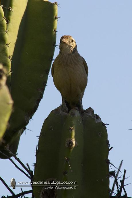 Leñatero (Firewood Gatherer) Anumbius annumbi Leñatero (Firewood Gatherer) Anumbius annumbi