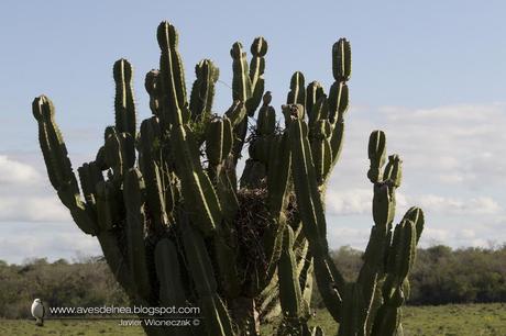 Leñatero (Firewood Gatherer) Anumbius annumbi Leñatero (Firewood Gatherer) Anumbius annumbi