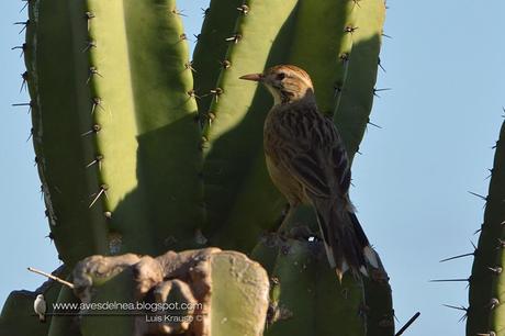 Leñatero (Firewood Gatherer) Anumbius annumbi Leñatero (Firewood Gatherer) Anumbius annumbi