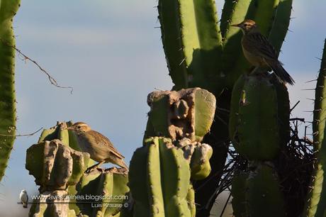 Leñatero (Firewood Gatherer) Anumbius annumbi Leñatero (Firewood Gatherer) Anumbius annumbi