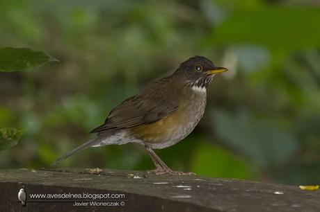 Zorzal collar blanco (White-necked Thrush) Turdus albicollis