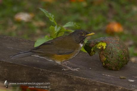 Zorzal collar blanco (White-necked Thrush) Turdus albicollis