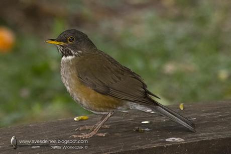 Zorzal collar blanco (White-necked Thrush) Turdus albicollis